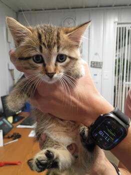 Sweet Habanaro -  Domestic Short Hair Cat for Adoption in Pierceton, Indiana - Sweet Habanaro | PetCurious
