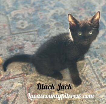 Rescue American Shorthair and Domestic Short Hair Cats for Adoption in Toledo, Ohio - Black Jack | PetCurious