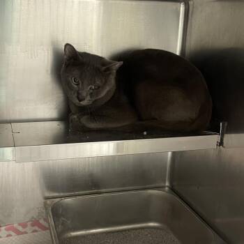 Domestic Short Hair Cats Available for Adoption in Galax, Virginia - Cactus | PetCurious
