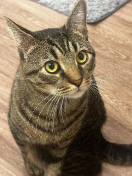 Giorgio -  Domestic Short Hair Cat for Adoption in Melrose, Massachusetts - Giorgio | PetCurious
