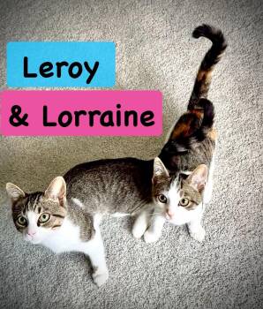 The L Crew - Lorraine, Loretta and Leroy -  Domestic Short Hair Cat for Adoption in Butler, Pennsylvania - The L Crew - Lorraine, Loretta And Leroy | PetCurious
