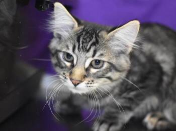 Dalal -  Domestic Medium Hair Cat for Adoption in Portland, Oregon - Dalal | PetCurious
