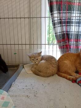 Domestic Short Hair Cats Available for Adoption in Saint James, Minnesota - Cotton Candy | PetCurious