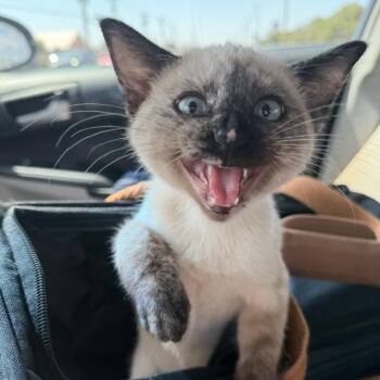 Stevie -  Siamese Cat for Adoption in Midland, Texas - Stevie | PetCurious