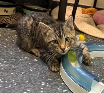 HENRY -  Domestic Short Hair Cat Available for Adoption in Peoria, Illinois - HENRY | PetCurious