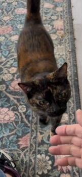 Domestic Short Hair Cats Available for Adoption in Windsor, Connecticut - 117- Phoenix | PetCurious