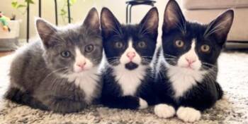 Ryan, Sasha, and Sarah -  American Shorthair Cat for Adoption in Union City, New Jersey - Ryan, Sasha, And Sarah | PetCurious