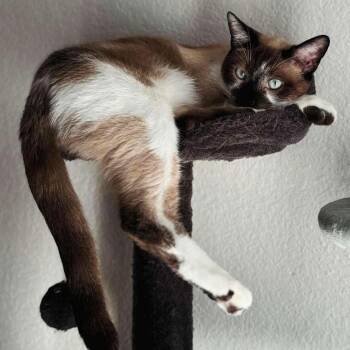 Siamese Cats Available for Adoption in Las Vegas, Nevada - Levi | PetCurious