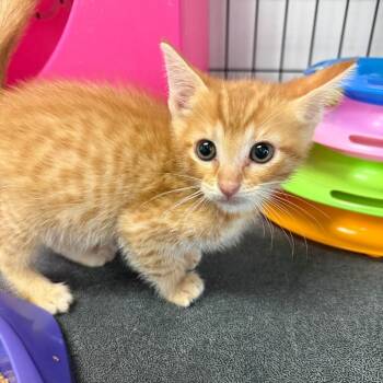 Martin -  Domestic Short Hair Cat for Adoption in Houston, Texas - Martin | PetCurious