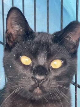 Siri -  Domestic Short Hair Cat for Adoption in Hayward, California - Siri | PetCurious