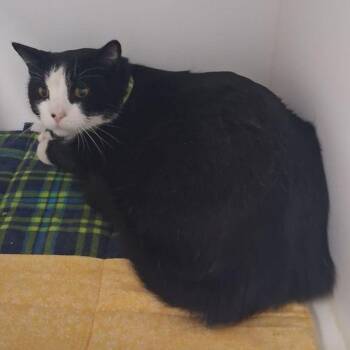 Binx -  Domestic Short Hair Cat for Adoption in Kingman, Arizona - Binx | PetCurious