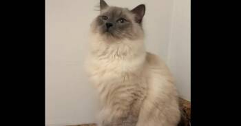 Keeters -  Siamese Cat for Adoption in Harpers Ferry, West Virginia - Keeters | PetCurious