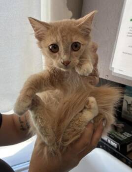 *Twix* -  Domestic Long Hair Cat for Adoption in Salt Lake City, Utah - *Twix* | PetCurious