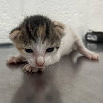 Domestic Short Hair Cats Available for Adoption in Leander, Texas - Chocoflan C1 | PetCurious