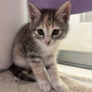Domestic Short Hair Cats Available for Adoption in Manassas, Virginia - Rose (ID 51461) | PetCurious