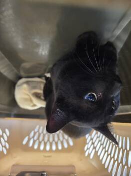 Domestic Short Hair Cats Available for Adoption - APOLLO | PetCurious