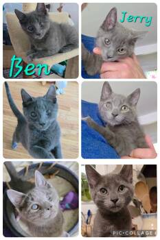 Rescue Domestic Short Hair Cats for Adoption in Maple Shade, New Jersey - Ben And Jerry (Bonded Pair) | PetCurious