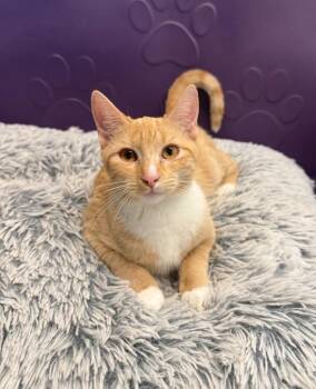 Domestic Short Hair Cats Available for Adoption - Iggy | PetCurious