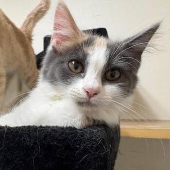 Rescue Dilute Calico Cats for Adoption in Centralia, Illinois - Thistle | PetCurious