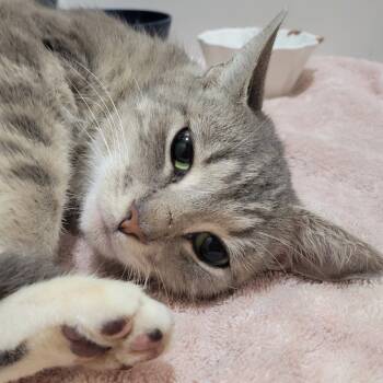 Rescue Domestic Short Hair Cats for Adoption in Asheville, North Carolina - Professor Maggie MeowGonagall | PetCurious