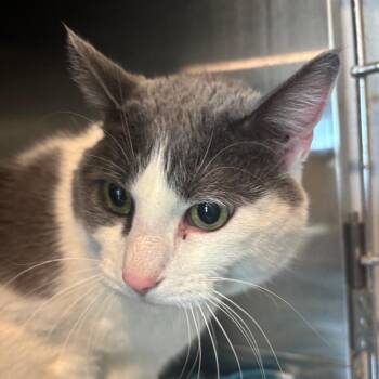 Domestic Short Hair Cats Available for Adoption - Socks | PetCurious