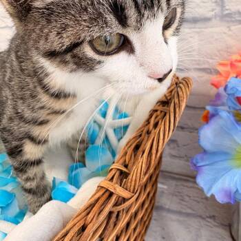 Ethel -  Domestic Short Hair Cat for Adoption in Harrisonburg, Virginia - Ethel | PetCurious