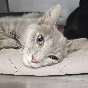 Jinx -  Domestic Short Hair Cat for Adoption in Valley, Alabama - Jinx | PetCurious