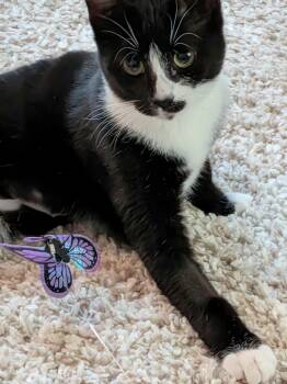 Violet and Iris -  Tuxedo Cat for Adoption in Brantford, Ontario - Violet And Iris | PetCurious