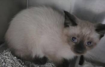 Purrocious -  Siamese and Domestic Short Hair Cat for Adoption in Simcoe, Ontario - Purrocious | PetCurious