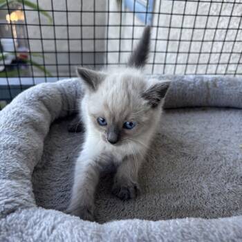 Cedar -  Snowshoe Cat Available for Adoption in Costa Mesa, California - Cedar | PetCurious
