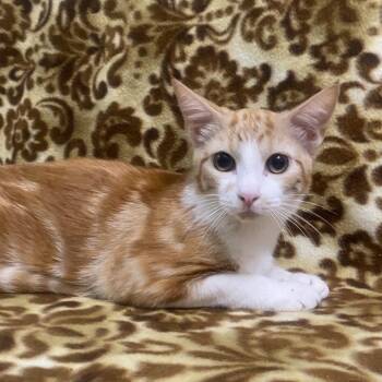Treat -  Domestic Short Hair Cat for Adoption in Brea, California - Treat | PetCurious