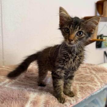 Lucia -  Domestic Short Hair Cat for Adoption in Madison, Wisconsin - Lucia | PetCurious