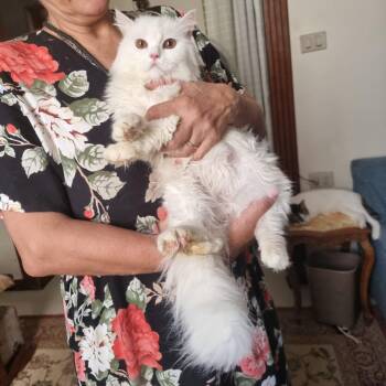 Jaydon -  Maine Coon and Turkish Angora Cat for Adoption in Brampton, Ontario - Jaydon | PetCurious