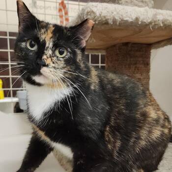 Rescue Calico and Tortoiseshell Cats for Adoption in Williston, Florida - Kitty Mama | PetCurious
