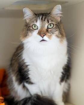 Hemi -  Domestic Short Hair Cat for Adoption in Pequot Lakes, Minnesota - Hemi | PetCurious