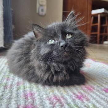 Pepper (bonded to Saffron) -  Domestic Long Hair Cat for Adoption in Reisterstown, Maryland - Pepper (bonded To Saffron) | PetCurious