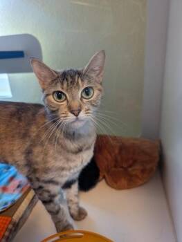 Seraphina -  Domestic Short Hair Cat for Adoption in Divide, Colorado - Seraphina | PetCurious