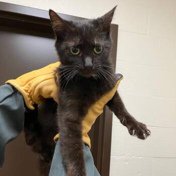 SVAS-Stray-38873 -  Domestic Short Hair Cat for Adoption in Lyndhurst, Virginia - SVAS-Stray-38873 | PetCurious