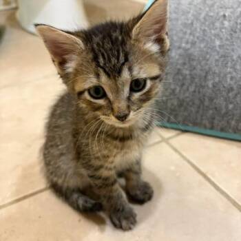 Conan -  Domestic Short Hair Cat for Adoption in Franklin, Tennessee - Conan | PetCurious