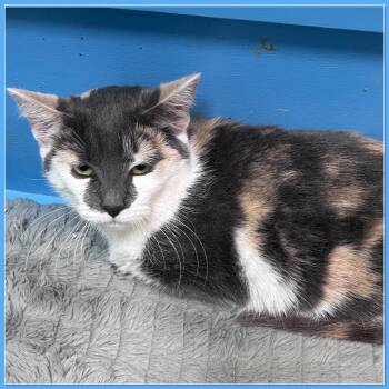 Rescue Domestic Short Hair Cats for Adoption in Elyria, Ohio - Joaquina | PetCurious