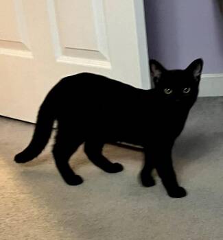 Patrick Henry AND John Brown -  Domestic Short Hair Cat for Adoption in Rochester, New Hampshire - Patrick Henry AND John Brown | PetCurious
