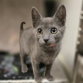 Rescue Domestic Short Hair Cats for Adoption in Oakland, California - Veruca | PetCurious