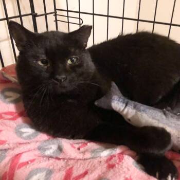 Rescue Domestic Short Hair Cats for Adoption in Nampa, Idaho - Jack Sparrow | PetCurious
