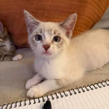 Snowshoe Cats Available for Adoption in Chino Hills, California - Foxy (C000-142) - Costa Mesa Location | PetCurious