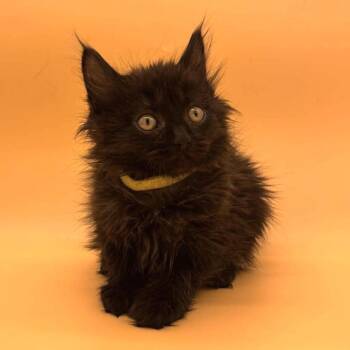 Domestic Medium Hair Cats Available for Adoption in Plainfield, Illinois - Dream | PetCurious