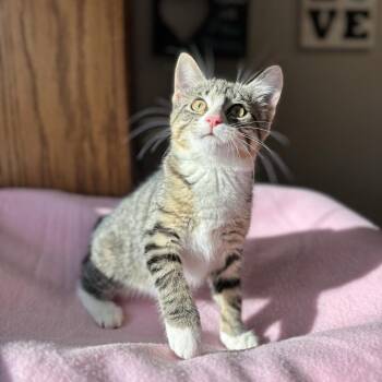 Tessa -  Domestic Short Hair Cat for Adoption in Fargo, North Dakota - Tessa | PetCurious