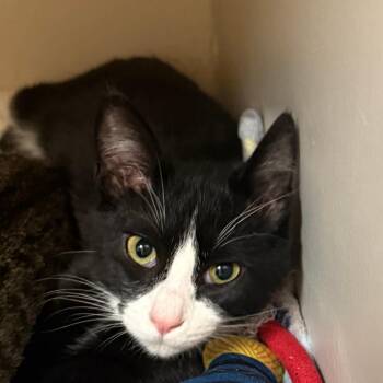 Domestic Short Hair Cats Available for Adoption in Enterprise, Alabama - Beverly | PetCurious