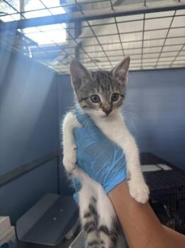 KENDALL -  Domestic Medium Hair Cat for Adoption in San Bernardino, California - KENDALL | PetCurious