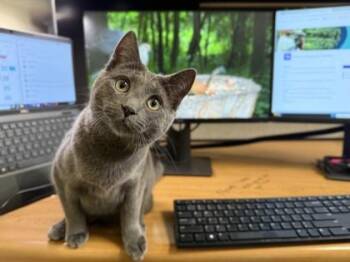 Domestic Short Hair Cats Available for Adoption in Fairfax, Virginia - Lucy | PetCurious