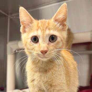 Orange Crush -  Domestic Short Hair Cat for Adoption in Hendersonville, North Carolina - Orange Crush | PetCurious